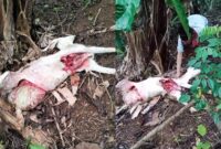 Kolase foto kondisi kambing dengan usus terburai diduga akibat serangan hewan buas di Dusun Induk, Pekon Ngarip, Ulu Belu, Tanggamus, Kamis 18 September 2025 | Dok. Tangkapan Layar Video.