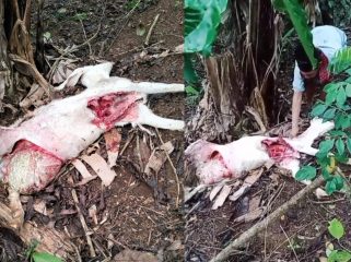 Kolase foto kondisi kambing dengan usus terburai diduga akibat serangan hewan buas di Dusun Induk, Pekon Ngarip, Ulu Belu, Tanggamus, Kamis 18 September 2025 | Dok. Tangkapan Layar Video.