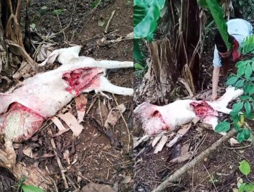 Kolase foto kondisi kambing dengan usus terburai diduga akibat serangan hewan buas di Dusun Induk, Pekon Ngarip, Ulu Belu, Tanggamus, Kamis 18 September 2025 | Dok. Tangkapan Layar Video.