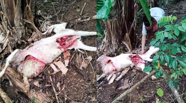 Kolase foto kondisi kambing dengan usus terburai diduga akibat serangan hewan buas di Dusun Induk, Pekon Ngarip, Ulu Belu, Tanggamus, Kamis 18 September 2025 | Dok. Tangkapan Layar Video.