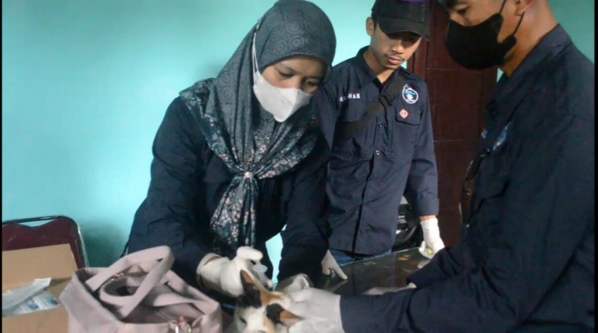 Petugas medis hewan Puskeswan Gadingrejo menyuntikkan vaksin rabies gratis kepada kucing peliharaan warga, Senin 29 September 2025 |