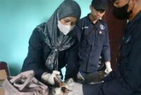Petugas medis hewan Puskeswan Gadingrejo menyuntikkan vaksin rabies gratis kepada kucing peliharaan warga, Senin 29 September 2025 |