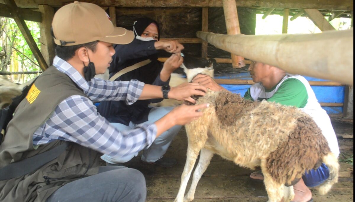 Petugas Puskeswan Gadingrejo memberikan obat cacing kepada kambing milik warga di Pekon Gadingrejo Timur, Pringsewu.(Foto:ist)