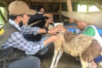Petugas Puskeswan Gadingrejo memberikan obat cacing kepada kambing milik warga di Pekon Gadingrejo Timur, Pringsewu.(Foto:ist)