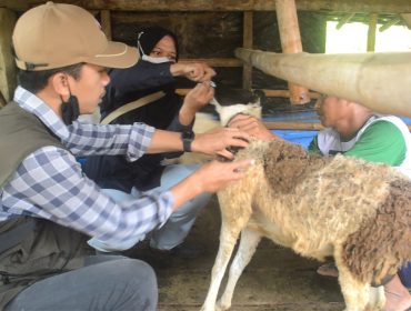Petugas Puskeswan Gadingrejo memberikan obat cacing kepada kambing milik warga di Pekon Gadingrejo Timur, Pringsewu.(Foto:ist)