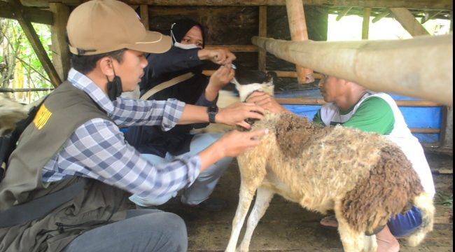 Petugas Puskeswan Gadingrejo memberikan obat cacing kepada kambing milik warga di Pekon Gadingrejo Timur, Pringsewu.(Foto:ist)