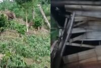 Kolase foto saat seekor gajah memasuki perkebunan warga usai merusak 1 gubuk di blok 3 Kecamatan Bandar Negeri Semuong, Tanggamus, Senin 10 November 2025 | Dok. Ist/Media Prioritastv.com.