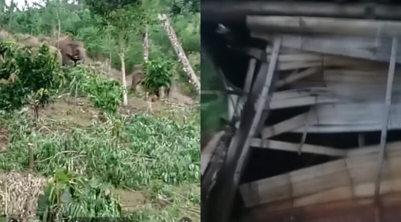 Kolase foto saat seekor gajah memasuki perkebunan warga usai merusak 1 gubuk di blok 3 Kecamatan Bandar Negeri Semuong, Tanggamus, Senin 10 November 2025 | Dok. Ist/Media Prioritastv.com.