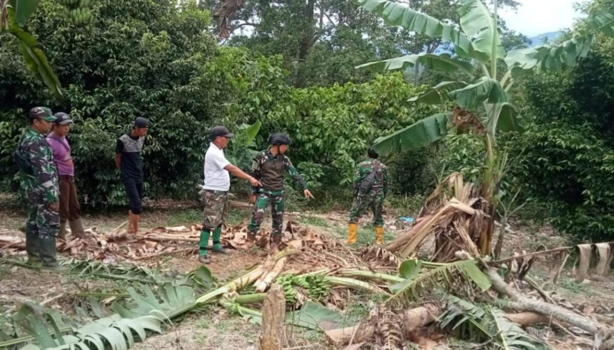 Pemeriksaan lokasi oleh Koramil Wonosono paska serangan gajah liar di Blok 39 Bandar Negeri Semuong, Tanggamus, Sabtu 15 November 2025 | Dok. Kodim 0424 Tanggamus.