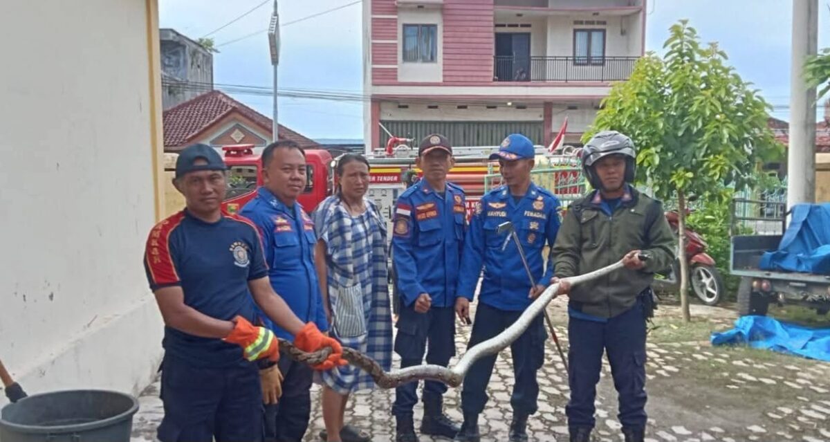 Proses penyerahan ular sanca oleh Damkar Pos Kota Agung kepada Balai Besar Taman Nasional Bukit Barisan Selatan di kantornya di Pekon Terbaya Kota Agung, Senin 17 November 2025 | Dok. Damkar Tanggamus.