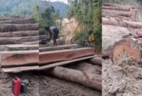 Kolase foto potongan kayu yang sedang dibelah dua orang pria dan gelondong besar yang viral disebut berada di Wilayah KabupatenPesisir Barat, Lampung | Tangkapan Layar Video Viral.