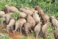 Kawanan gajah liar yang sedang berada di perkebunan kopi milik warga di Lampung Barat | Dok. Antara.