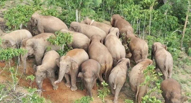 Kawanan gajah liar yang sedang berada di perkebunan kopi milik warga di Lampung Barat | Dok. Antara.