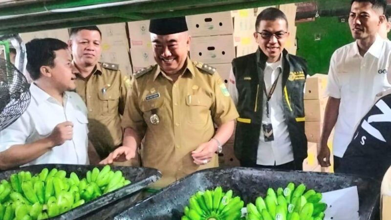 Bupati Tanggamus Hi. Moh. Saleh Asnawi saat melihat pisang yang akan di ekpor, Senin 22 Desember 2025 | Dok. Kominfo Pemkab Tanggamus.