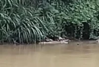 Kemunculan buaya di Way Sekampung Pringsewu yang terekam warga.