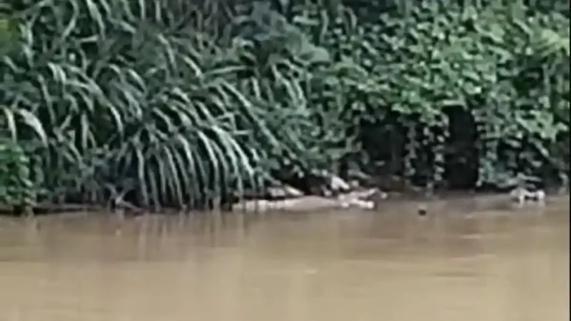 Kemunculan buaya di Way Sekampung Pringsewu yang terekam warga.