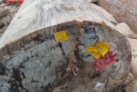 Kayu berlabel Kemenhut yang ditemukan terdampar di Pesisir Barat, Lampung.