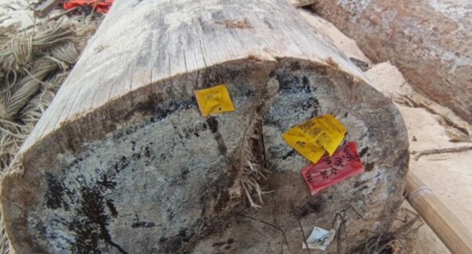 Kayu berlabel Kemenhut yang ditemukan terdampar di Pesisir Barat, Lampung.