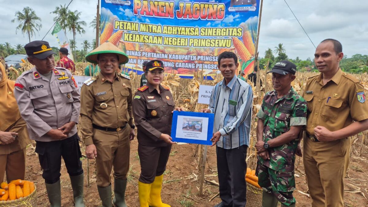 Kejari Pringsewu Panen Jagung 5 Hektare, Program PMA Jadi Motor Ketahanan Pangan 2025 (Foto:Prioritastv.com/Dok Kejaksaan Pringsewu)