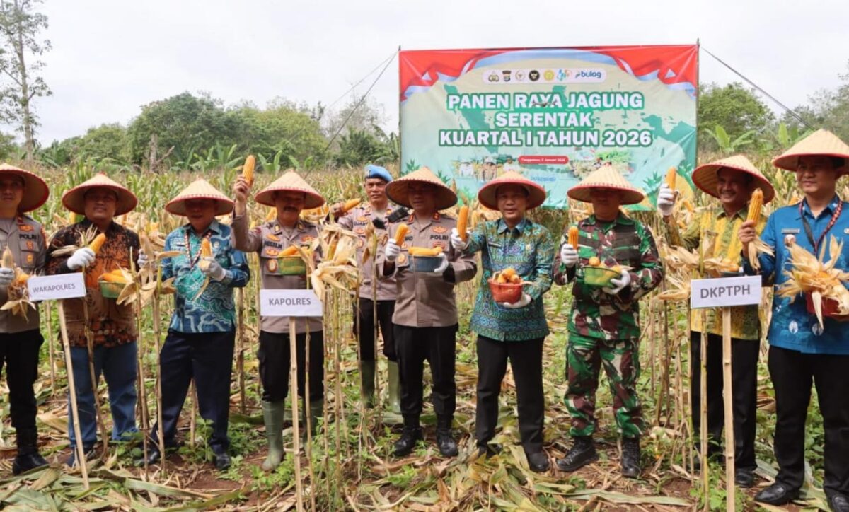 Panen Jagung Awali Tahun 2026, masa tanam Kuartal IV Tahun 2025 di lokasi PTPN IV Tangkit Serdang, Pugung, Tanggamus, Kamis 8 Januari 2025 | Dok. Humas Polres Tanggamus
