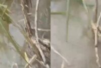 Kaki korban Masri (51) ibu rumah tangga yang ditemukan meninggal dunia di Kali Pasir, Pekon Tanjung Sari, Bandar Negeri Suoh, Lampung Barat, Kamis 15 Januari 2026 | ist/Media Prioritastv.com.