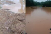 Kolase foto kondisi batang padi yang hanyut berisi gabah yang belum dirontokan dan genangan banjir di sawah Dusun Cita Laksana, Pekon Air Kubang, Air Naningan, Tanggamus, Sabtu 17 Januari 2026 | Asrul Ariski/Media Prioritastv.com.