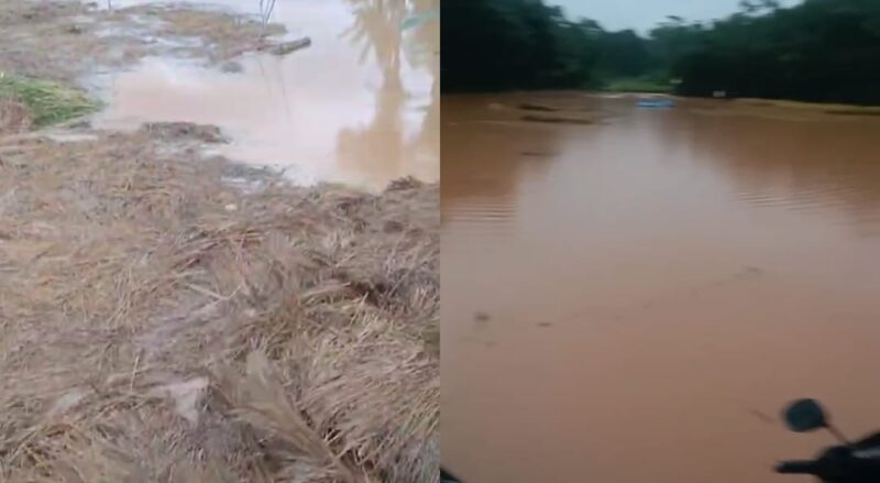Kolase foto kondisi batang padi yang hanyut berisi gabah yang belum dirontokan dan genangan banjir di sawah Dusun Cita Laksana, Pekon Air Kubang, Air Naningan, Tanggamus, Sabtu 17 Januari 2026 | Asrul Ariski/Media Prioritastv.com.