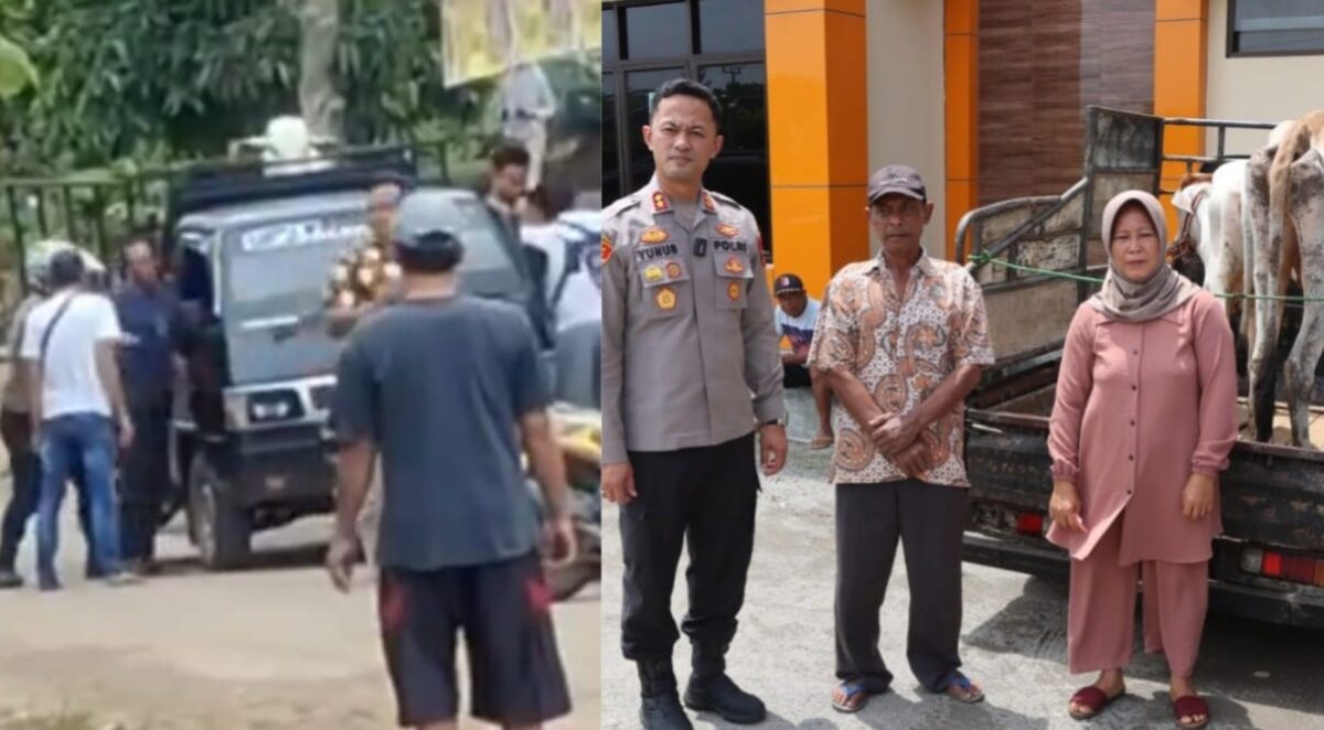 Kolase foto saat salah satu pelaku ditangkap di jalan raya Pekon Padang Rejo Pagelaran, Sabtu 17 Januari 2026 ketika membawa sapi hasil curian dan saat Kapolres Pringsewu AKBP Yunnus memberikan keterangan didampingi salah satu korban, Senin 20 Januari 2026 | ist/Media Prioritastv.com.