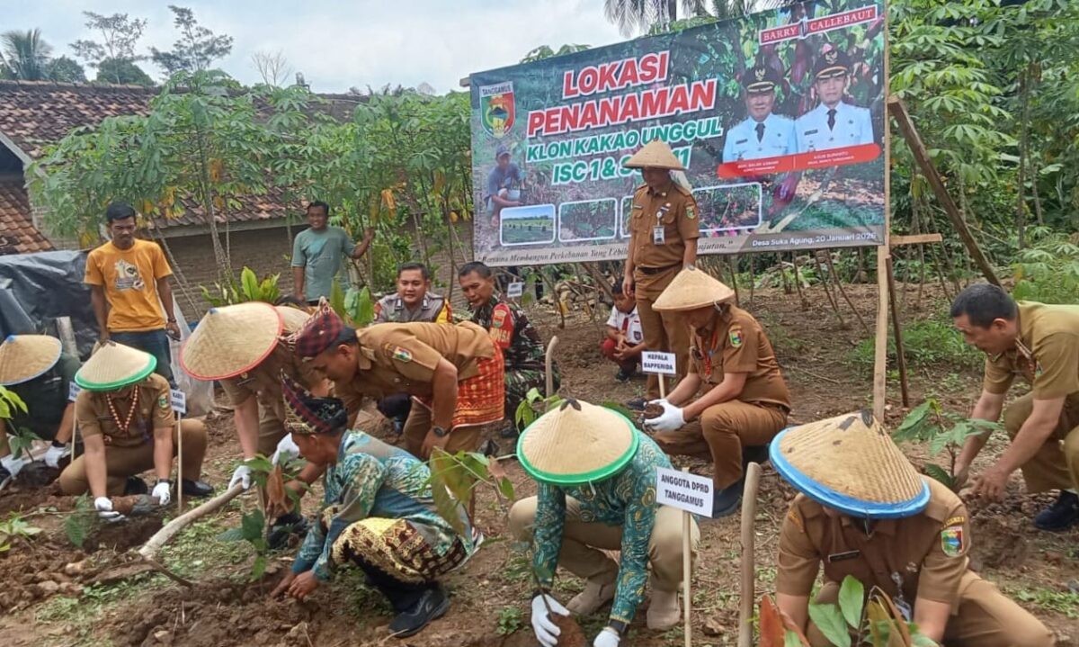 Bupati Tanggamus H. Moh. Saleh Asnawi saat memimpin penanaman bibit kakao unggul baru di kebun demplot milik Nasrudin, warga Pekon Suka Agung, Bulok, Selasa 20 Januari 2026 | ist/Media Prioritastv.com.
