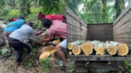 Kolase foto saat pihak lain menebang pohon milik Ketut Penyu di Kebun Sawit yang telah dibelinya di Desa Tanjung Ratu Kecamatan Selagai Lingga Kabupaten Lampung Tengah | ist/Media Prioritastv.com.