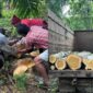 Kolase foto saat pihak lain menebang pohon milik Ketut Penyu di Kebun Sawit yang telah dibelinya di Desa Tanjung Ratu Kecamatan Selagai Lingga Kabupaten Lampung Tengah | ist/Media Prioritastv.com.