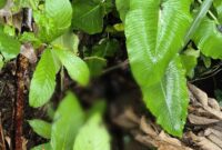 Kondisi jenazah yang ditemukan warga di dalam siring sekitar sawah milik Nizar di Pekon Talang Jawa, Pulau Panggung, Tanggamus, Senin 9 Februari 2026 | ist/Media Prioritastv.com.