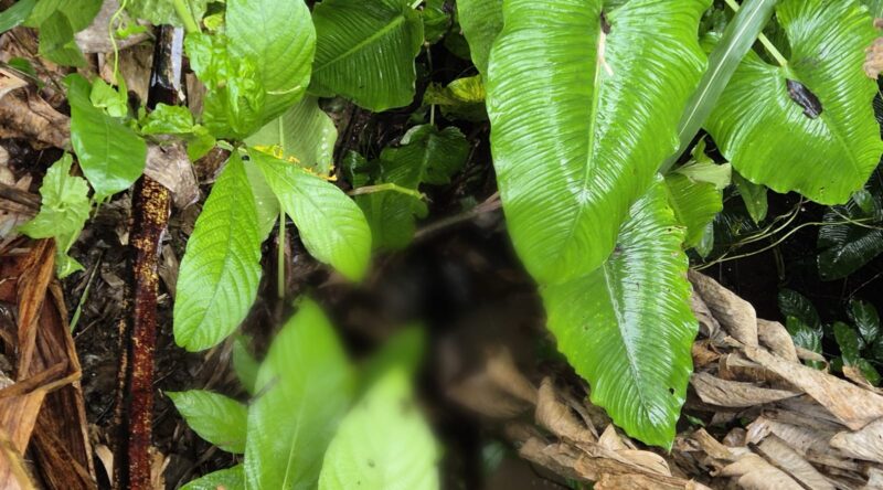 Kondisi jenazah yang ditemukan warga di dalam siring sekitar sawah milik Nizar di Pekon Talang Jawa, Pulau Panggung, Tanggamus, Senin 9 Februari 2026 | ist/Media Prioritastv.com.