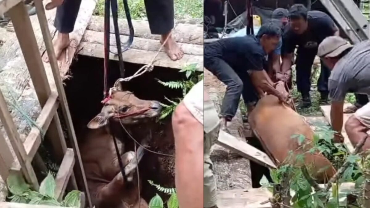 Kolase foto saat badan sapi mulai naik dari dasar sumur dan saat berhasil terangkat usai dievakuasi Damkarmat Pringsewu bersama warga, Rabu 11 Februari 2026 | ist/Media Prioritastv.com.
