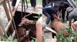 Kolase foto saat badan sapi mulai naik dari dasar sumur dan saat berhasil terangkat usai dievakuasi Damkarmat Pringsewu bersama warga, Rabu 11 Februari 2026 | ist/Media Prioritastv.com.