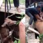 Kolase foto saat badan sapi mulai naik dari dasar sumur dan saat berhasil terangkat usai dievakuasi Damkarmat Pringsewu bersama warga, Rabu 11 Februari 2026 | ist/Media Prioritastv.com.