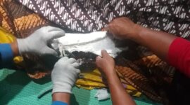 Petugas Damkarmat Tanggamus saat melepas gips di tangan almarhum Lansia warga Talang Padang yang meninggal dunia, Jumat 13 Februari 2026, malam | Dok. Dinas Pemadam Kebakaran dan Keselamatan Kab. Tanggamus.