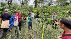 Polisi saat melakukan olah TKP pembunuhan di kebun Pekon Jagaraga, Sukau, Lampung Barat, Sabtu 28 Februari 2026.