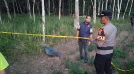 Polisi saat melakukan olah TKP usai menerima laporan  masyarakat, Jumat 13 Maret 2026 | Dok. Humas Polres Tulang Bawang.