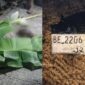Kolase foto saat korba  tergelat ditutupi daun pisang dan plat sepeda motor yang dikabarkan kecelakaan di Dusun Sumbersari, Pekon Sumber Agung, Ngambur, Pesisir Barat, Sabtu 14 Maret 2026, malam | ist/Media Prioritastv.com.