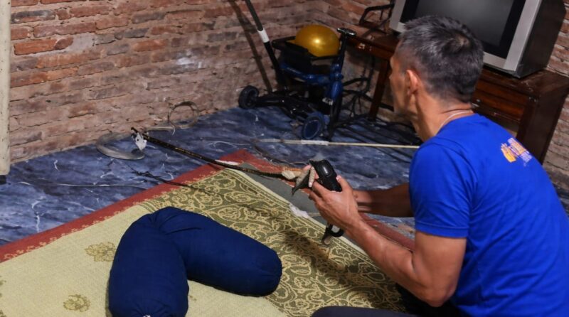 Petugas Damkarmat Tanggamus Pos Talang Padang saat berusaha menjinakan ular cobra sebelum menangkapnya di Pekon Negeri Agung, Selasa 24 Maret 2026 | ist/Media Prioritastv.com.