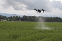 Drone pertanian PT Maxxi Agri Indonesia saat melayang bersamaan dengan penyemprotan pupuk dan pestisida di pesawahan di Pekon Dadirejo, Wonosobo, Tanggamus, Selasa 31 Maret 2026 | Sumentri/Media Prioritastv.com.