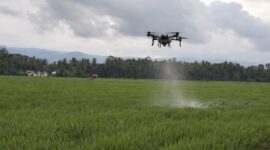 Drone pertanian PT Maxxi Agri Indonesia saat melayang bersamaan dengan penyemprotan pupuk dan pestisida di pesawahan di Pekon Dadirejo, Wonosobo, Tanggamus, Selasa 31 Maret 2026 | Sumentri/Media Prioritastv.com.