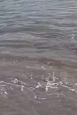 Gempa M 7,6 Picu Tsunami di Maluku Utara dan Sulut, Ketinggian Capai 0,75 Meter di Sejumlah Wilayah