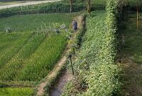 Foto rekaman CCTV yang menangkap Ngalimun saat melintasi pesawahan warga di Pekon Karang Rejo, Ulu Belu, Tanggamus, Senin 13 April 2026, pukul 14.12 WIB | ist/Media Prioritastv.com.