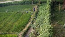 Foto rekaman CCTV yang menangkap Ngalimun saat melintasi pesawahan warga di Pekon Karang Rejo, Ulu Belu, Tanggamus, Senin 13 April 2026, pukul 14.12 WIB | ist/Media Prioritastv.com.