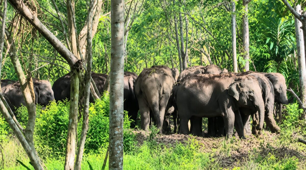 Kawanan gajah liar yang bertahan di dekat pemukiman warga kawasan Danau Lebar, Pekon Suka Marga, Suoh, Lampung Barat, Kamis 7 Mei 2026 | ist/Media Prioritastv.com.