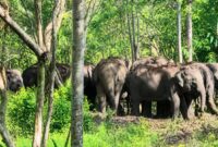 Kawanan gajah liar yang bertahan di dekat pemukiman warga kawasan Danau Lebar, Pekon Suka Marga, Suoh, Lampung Barat, Kamis 7 Mei 2026 | ist/Media Prioritastv.com.