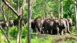 Kawanan gajah liar yang bertahan di dekat pemukiman warga kawasan Danau Lebar, Pekon Suka Marga, Suoh, Lampung Barat, Kamis 7 Mei 2026 | ist/Media Prioritastv.com.