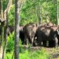 Kawanan gajah liar yang bertahan di dekat pemukiman warga kawasan Danau Lebar, Pekon Suka Marga, Suoh, Lampung Barat, Kamis 7 Mei 2026 | ist/Media Prioritastv.com.